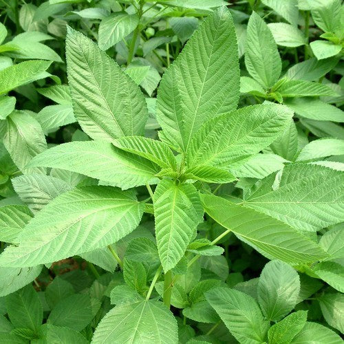 Jute 'Molokhia'