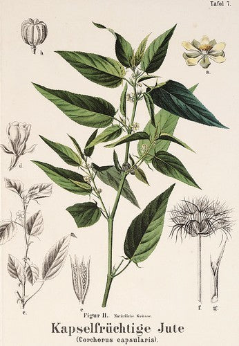 Jute 'Molokhia'