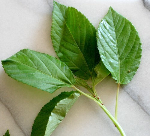 Jute 'Molokhia'