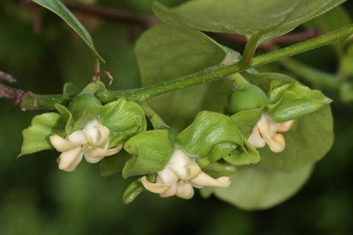 Persimmon, Asian