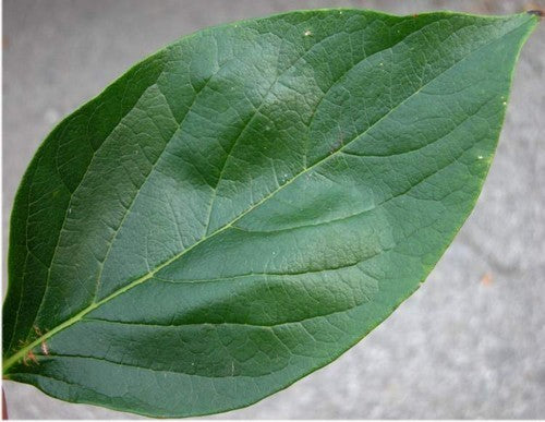 Persimmon, Asian