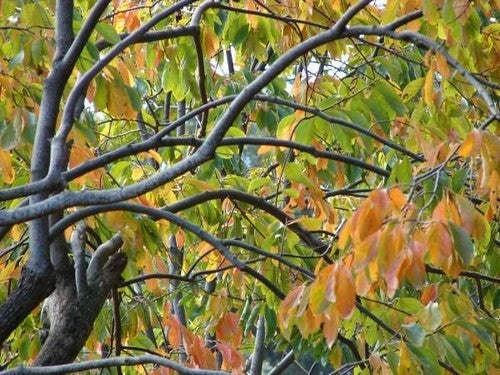 Persimmon, Asian