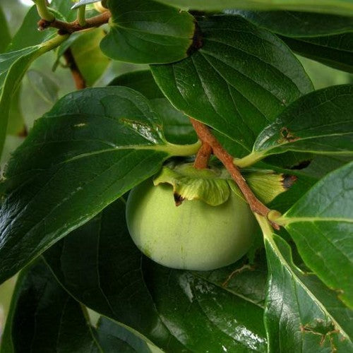 Persimmon, Asian