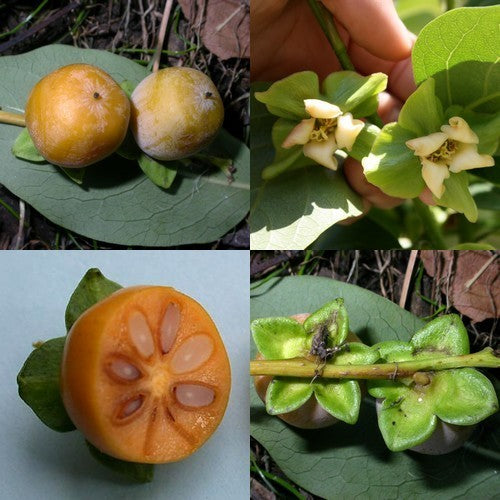 Diospyros lotus