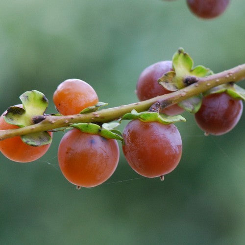 Diospyros lotus