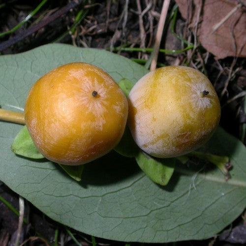Diospyros lotus