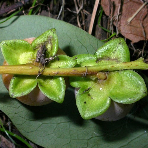 Diospyros lotus