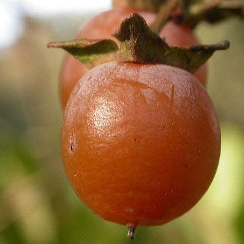 Diospyros lotus