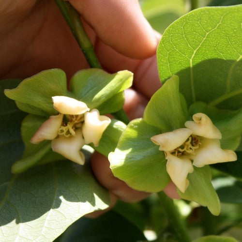 Diospyros lotus