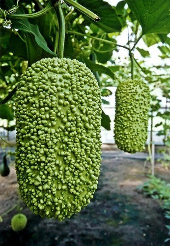 Kalebas 'African Warty' / 'Verruqueuse de Maurice'