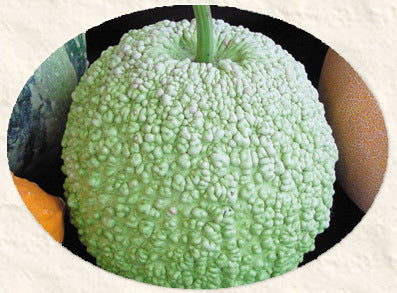 Kalebas 'African Warty' / 'Verruqueuse de Maurice'