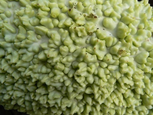 Kalebas 'African Warty' / 'Verruqueuse de Maurice'