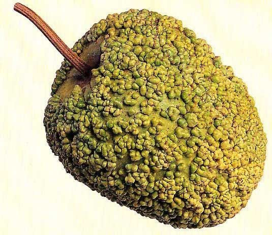 Kalebas 'African Warty' / 'Verruqueuse de Maurice'