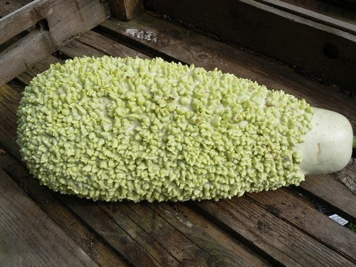 Kalebas 'African Warty' / 'Verruqueuse de Maurice'