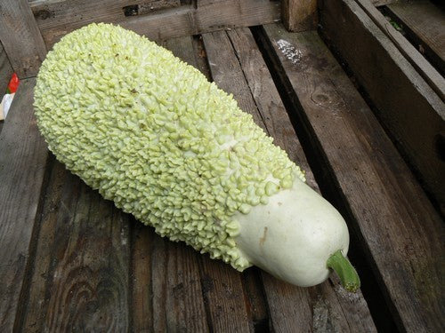 Kalebas 'African Warty' / 'Verruqueuse de Maurice'