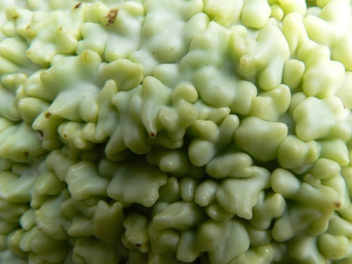 Kalebas 'African Warty' / 'Verruqueuse de Maurice'
