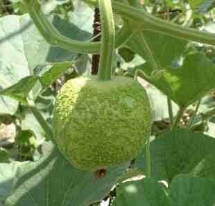 Kalebas 'African Warty' / 'Verruqueuse de Maurice'