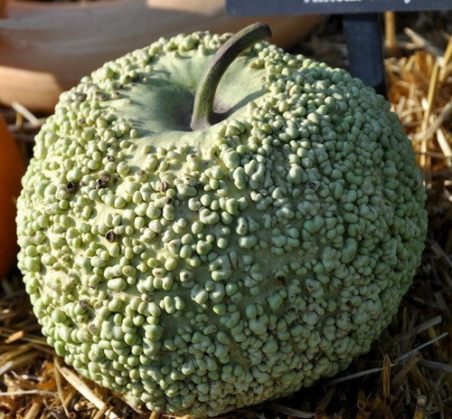 Kalebas 'African Warty' / 'Verruqueuse de Maurice'