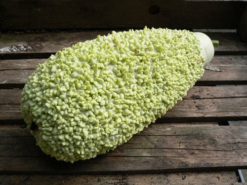 Kalebas 'African Warty' / 'Verruqueuse de Maurice'