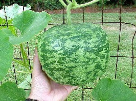 Kalebas 'Apple'