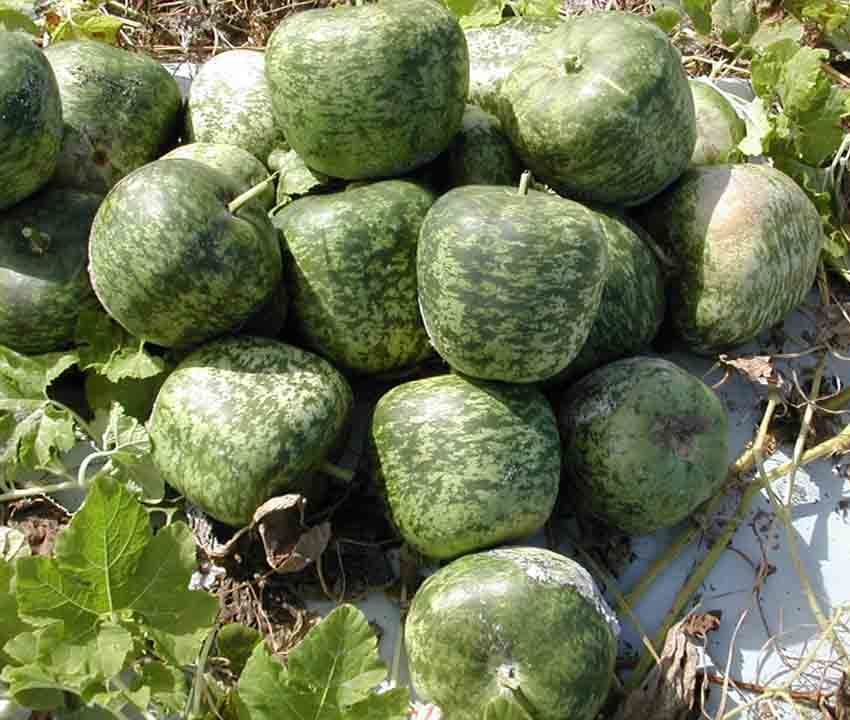Kalebas 'Apple'