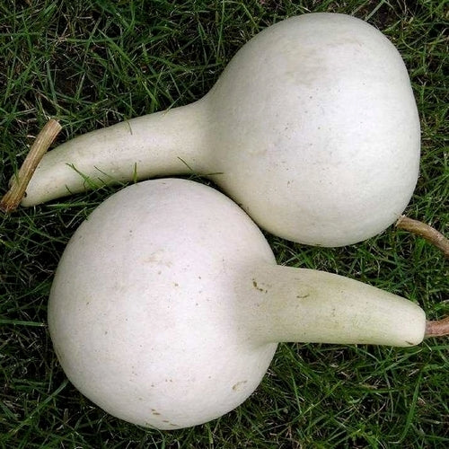 Kalebas 'Bianca'