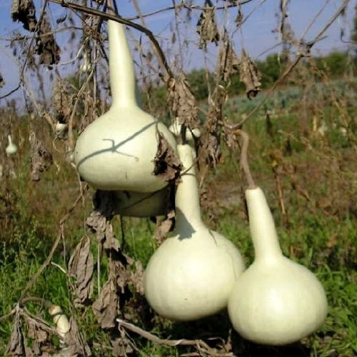 Kalebas 'Bianca'