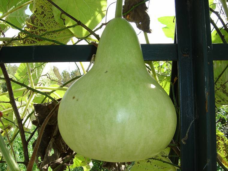 Gourd 'Birdhouse' / 'Waterdipper' / 'Martinhouse'
