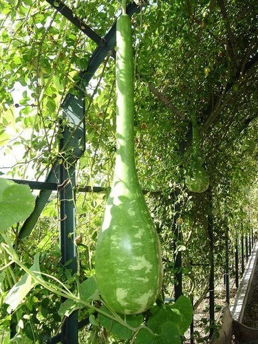 Kalebas 'Dipper'