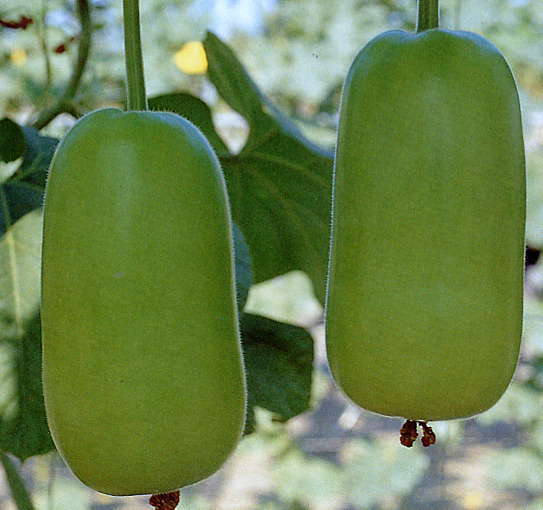 Gourd 'Ever Happiness' F1