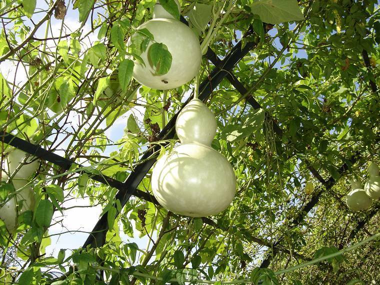 Calabash 'Giant Bottle' / 'Water Jug' / 'Large Bottle'