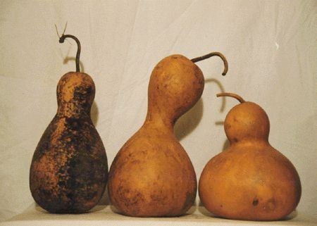 Calabash 'Giant Bottle' / 'Water Jug' / 'Large Bottle'