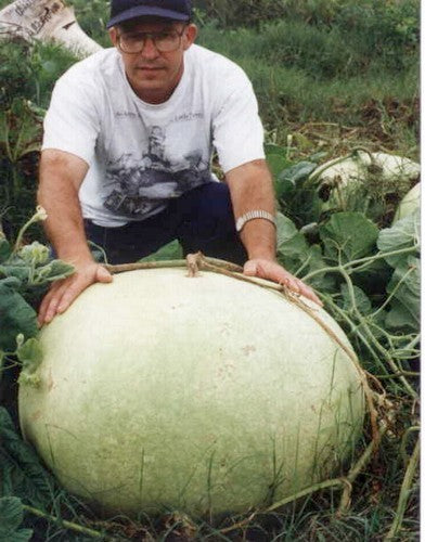 Kalebas 'Giant Bushel' / 'Giant Ronde de Zaire'
