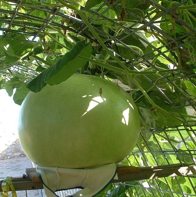 Kalebas 'Giant Bushel' / 'Giant Ronde de Zaire'