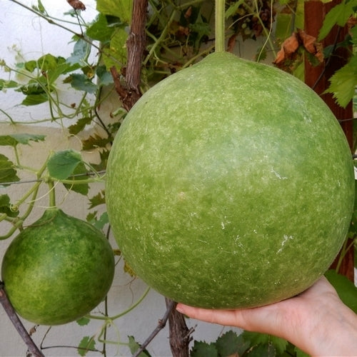 Kalebas 'Giant Bushel' / 'Giant Ronde de Zaire'