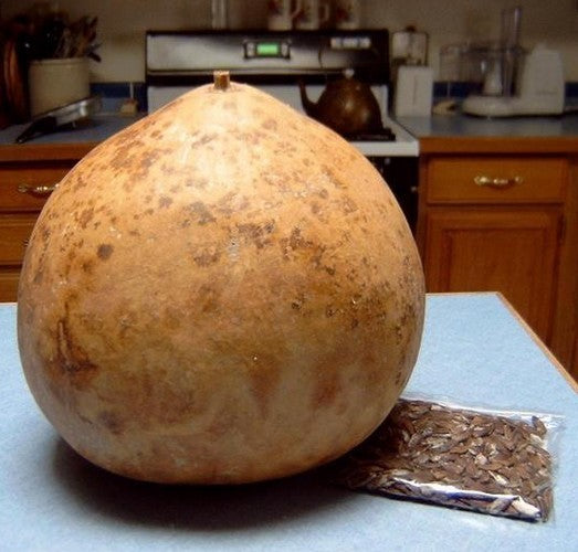 Kalebas 'Giant Bushel' / 'Giant Ronde de Zaire'