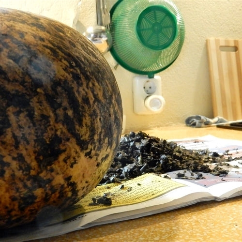 Kalebas 'Giant Bushel' / 'Giant Ronde de Zaire'