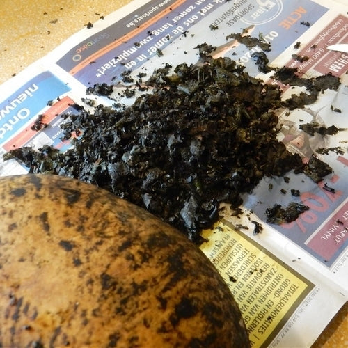 Kalebas 'Giant Bushel' / 'Giant Ronde de Zaire'