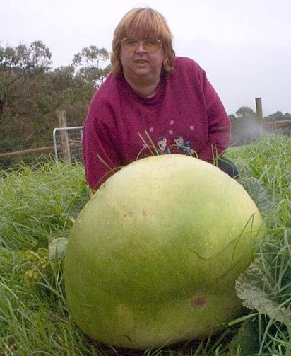 Kalebas 'Giant Bushel' / 'Giant Ronde de Zaire'