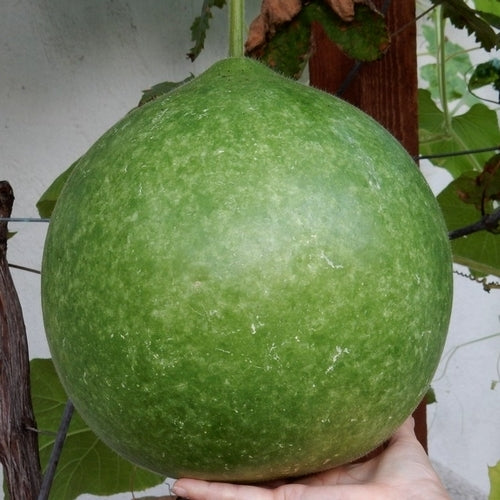 Kalebas 'Giant Bushel' / 'Giant Ronde de Zaire'