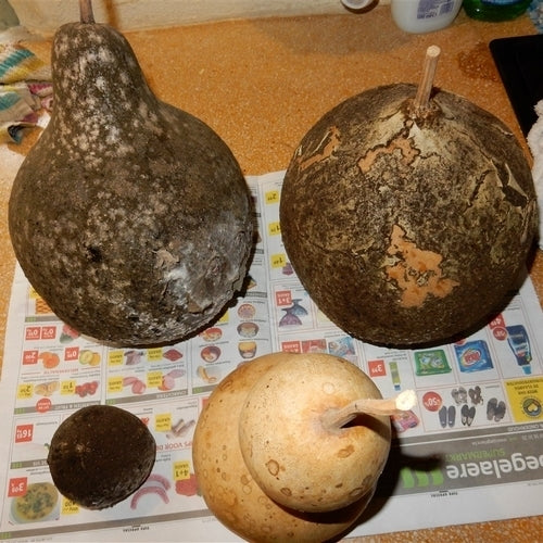 Kalebas 'Giant Bushel' / 'Giant Ronde de Zaire'