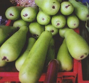 Calabash 'Hercules' / 'Italian Edible' / 'Cucuzzi Caravazzi'