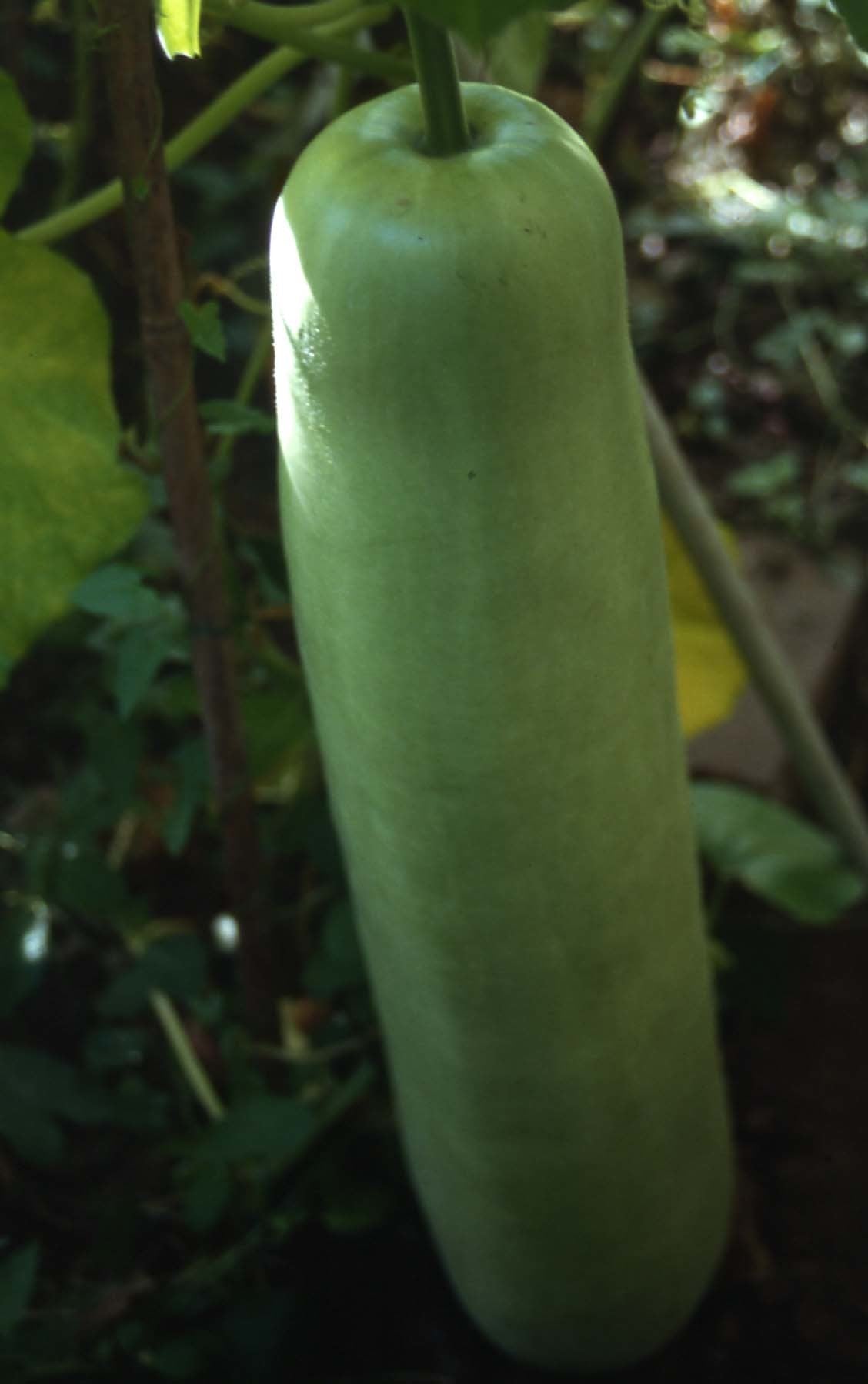 Calabash 'Hercules' / 'Italian Edible' / 'Cucuzzi Caravazzi'
