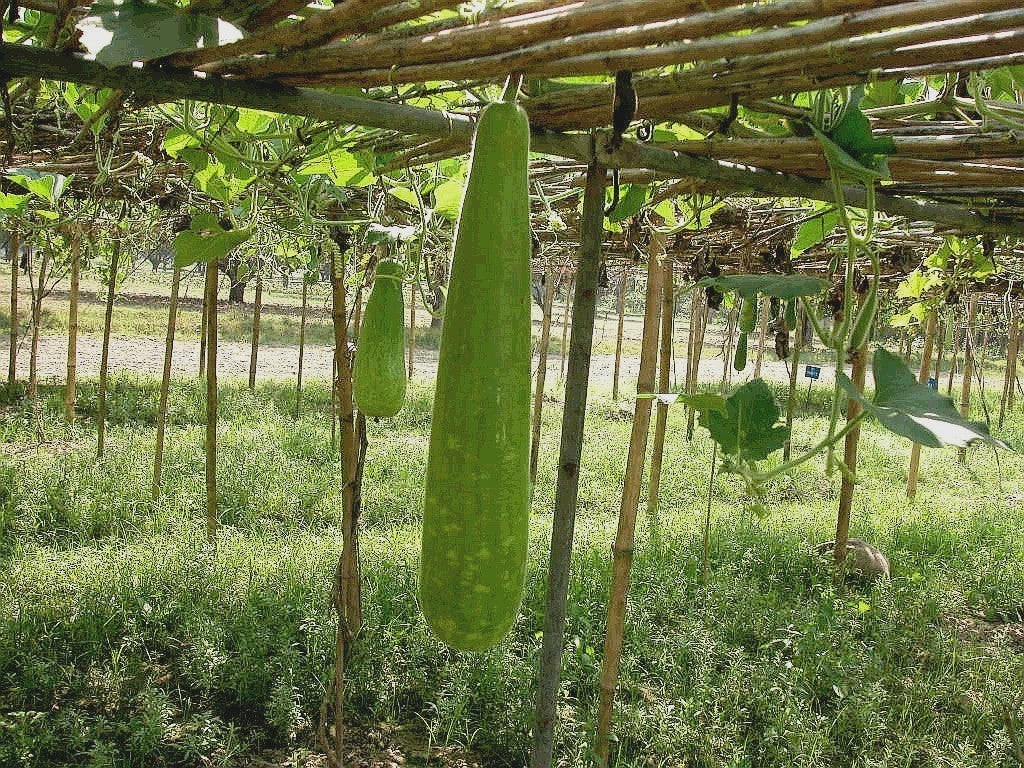 Calabash 'Hercules' / 'Italian Edible' / 'Cucuzzi Caravazzi'