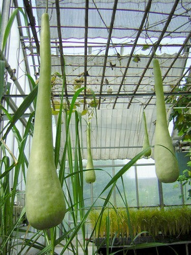 Calabash 'Hercules' / 'Italian Edible' / 'Cucuzzi Caravazzi'