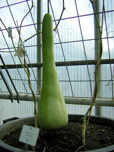 Calabash 'Hercules' / 'Italian Edible' / 'Cucuzzi Caravazzi'