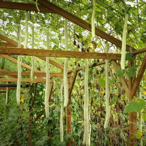 Kalebas 'Kikinda Competition'