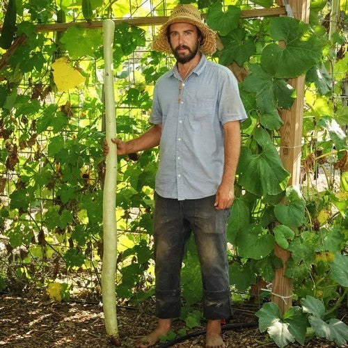 Kalebas 'Kikinda Competition'