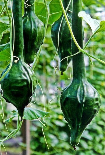 Gourd 'Maranka Large Darkgreen' / 'Cave Man's Club'