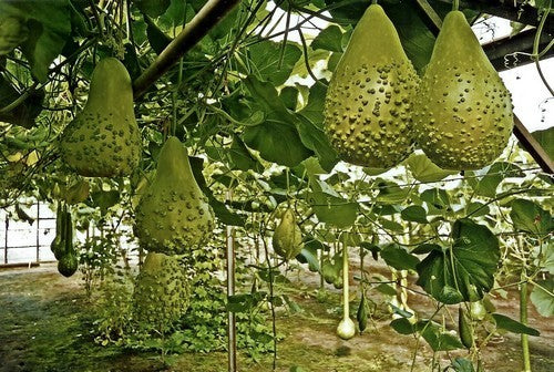 Gourd 'Mayo Warty Bule'